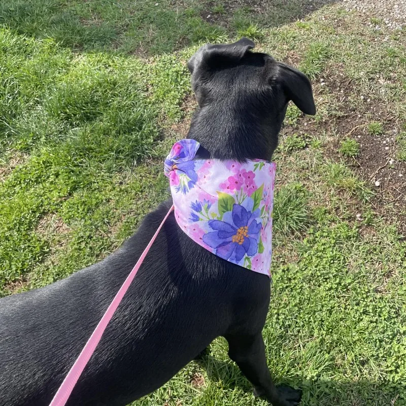 Hazel May thumbnail 6