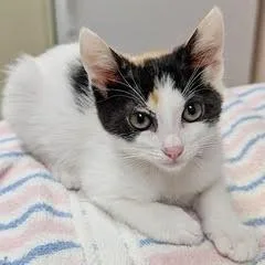 A baby medium-sized female Calico cat named River for adoption in Green Valley, AZ