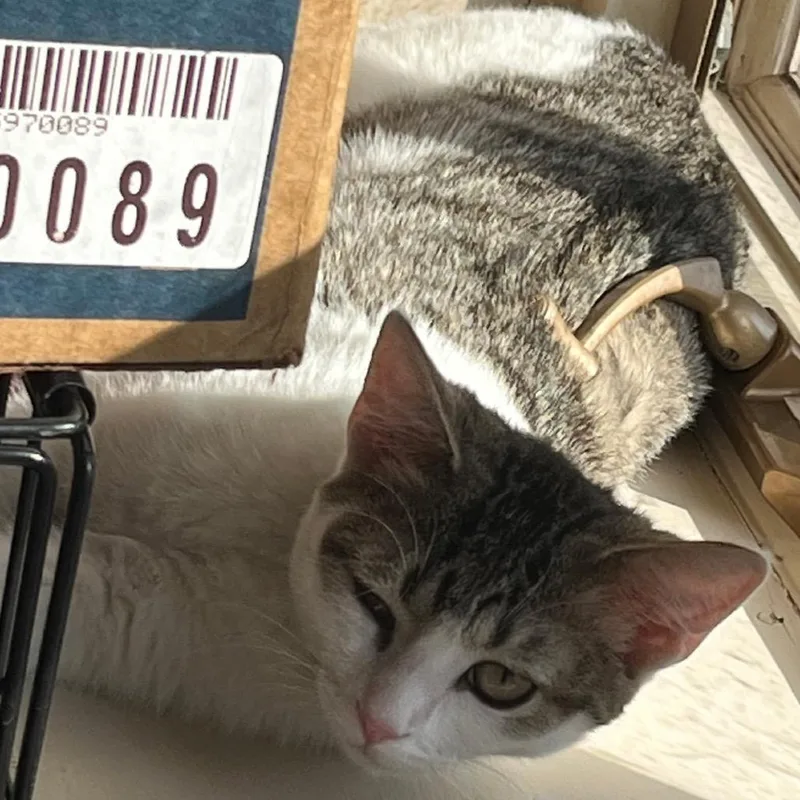 A young small-sized male White Domestic Short Hair cat named Baxter for adoption in Nashville, TN