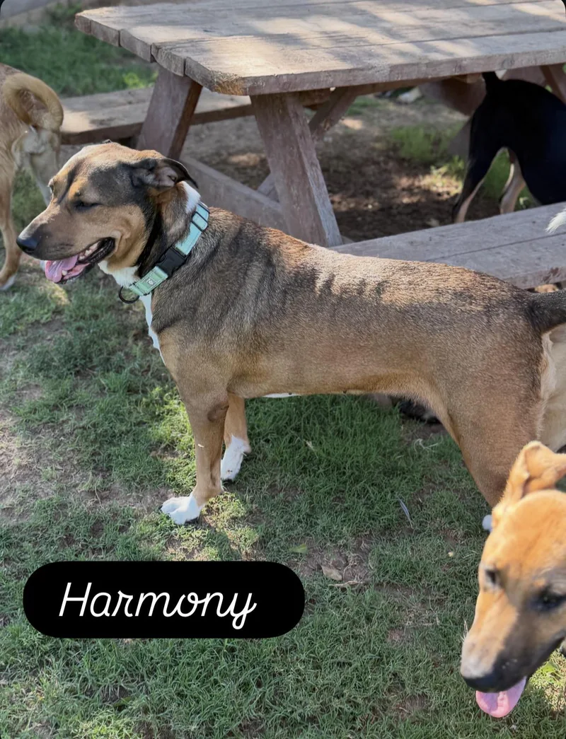 An adult medium-sized female Black Mountain Cur dog named Harmony for adoption in Gilbert, AZ