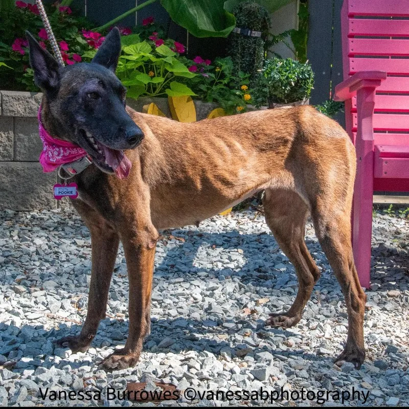 An adult medium-sized female Brown / Chocolate Belgian Shepherd / Malinois dog named Pookie for adoption in Wake Forest, NC