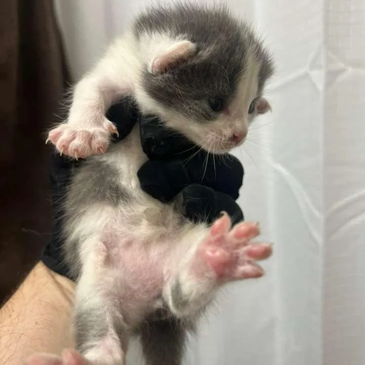 A baby small-sized male Gray / Blue / Silver Domestic Short Hair cat named Mouse for adoption in Winchester, VA