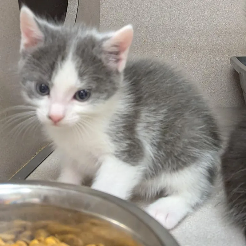Mouse thumbnail 2