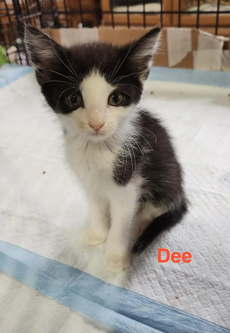 A baby small-sized female Black & White / Tuxedo Domestic Short Hair cat named Dee for adoption in Sheboygan, WI