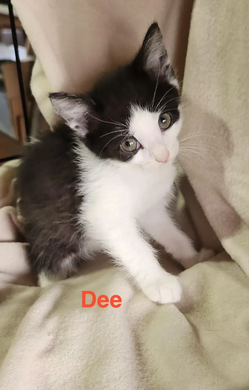 Dee thumbnail 4