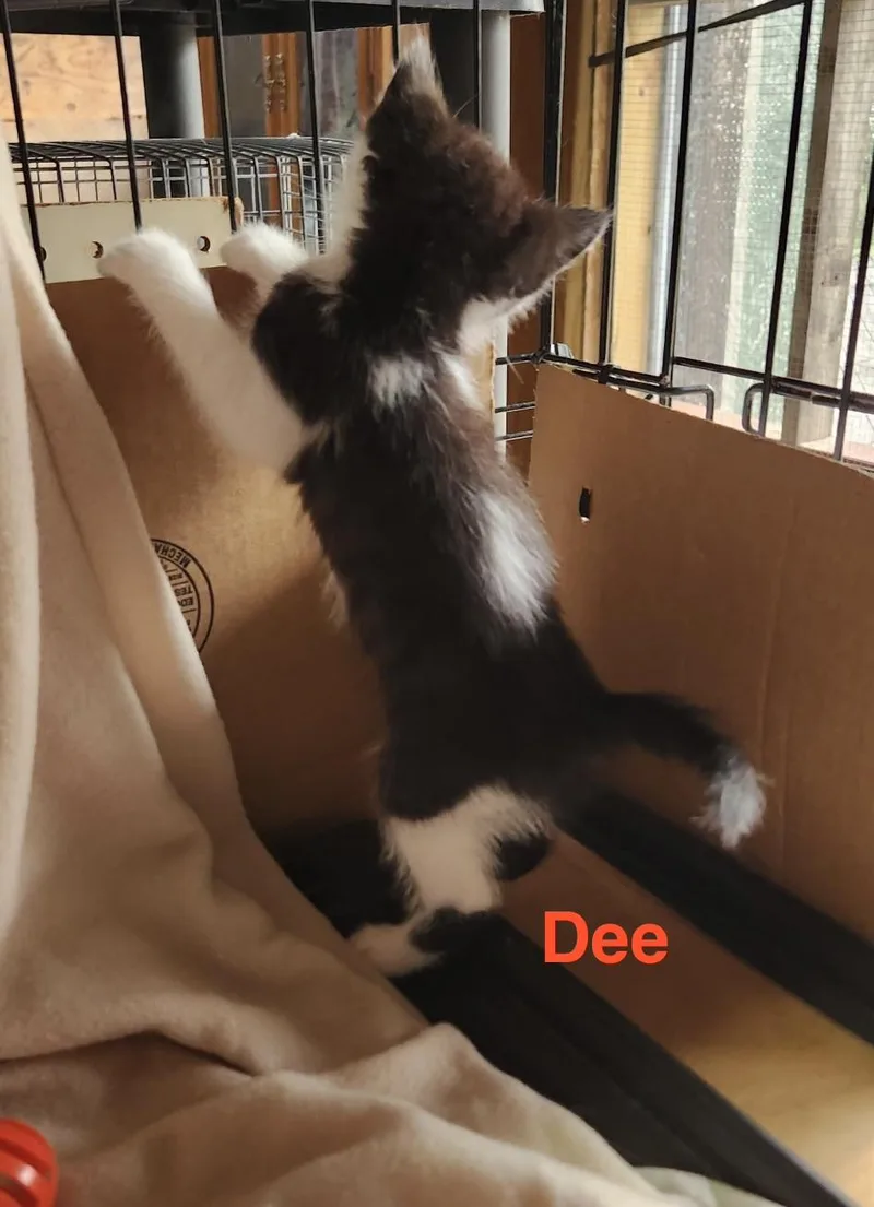 Dee thumbnail 5