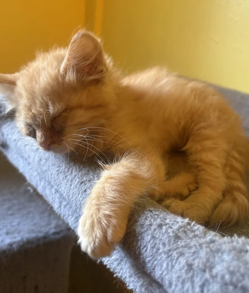 A baby small-sized male Tabby (Orange / Red) Domestic Long Hair cat named Floof for adoption in Kirksville, MO