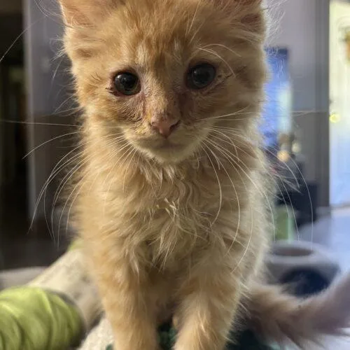 Floof thumbnail 2