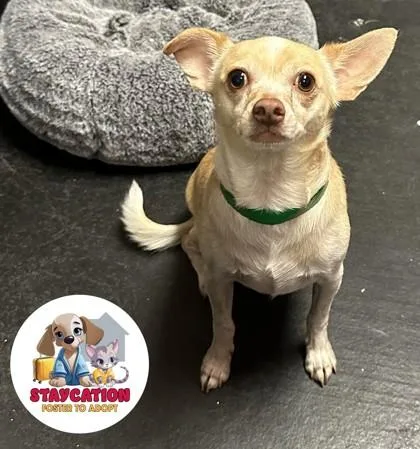 An adult small-sized male Chihuahua dog named Malfoy for adoption in Phoenix, AZ