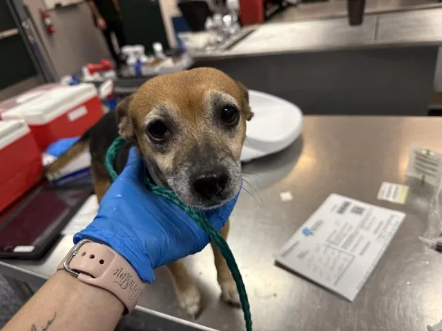 An adult small-sized female Terrier dog named Lolli for adoption in Thousand Palms, CA