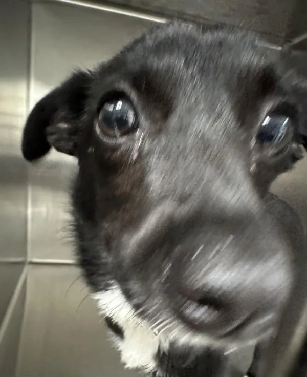 A young medium-sized female Australian Kelpie dog named Mae for adoption in Des Moines, IA