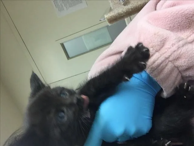 A young small-sized male Domestic Short Hair cat named Bama for adoption in Riverside, CA