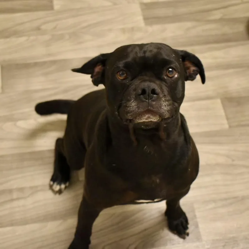 An adult medium-sized male Black Pug dog named Zeus for adoption in Graham, WA