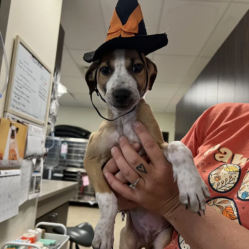 A baby medium-sized male White / Cream Jack Russell Terrier dog named Doctor Worm for adoption in San Antonio, TX