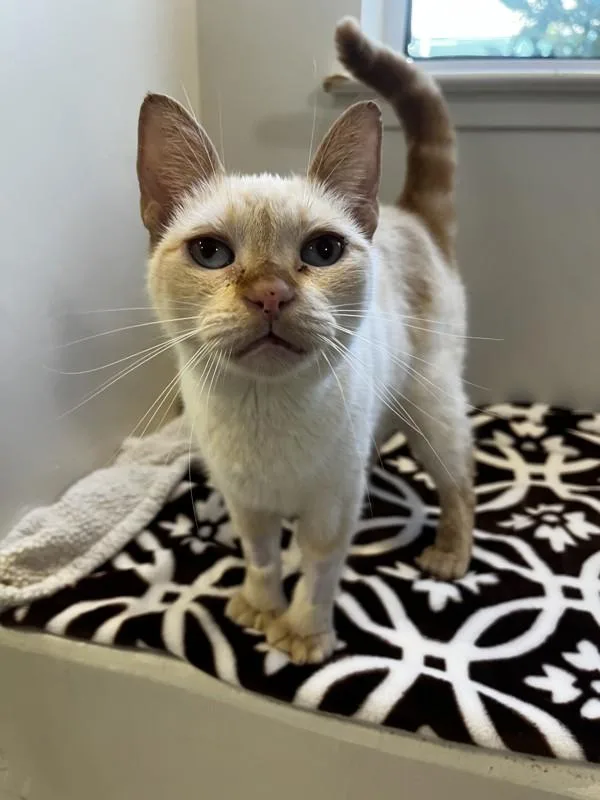 A senior small-sized female Domestic Short Hair cat named Bashful for adoption in Santa Rosa, CA