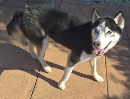 A young large-sized male Siberian Husky dog named Blue for adoption in Shreveport, LA