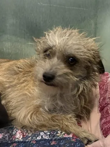 An adult small-sized female Terrier dog named Billie Jean for adoption in Redlands, CA