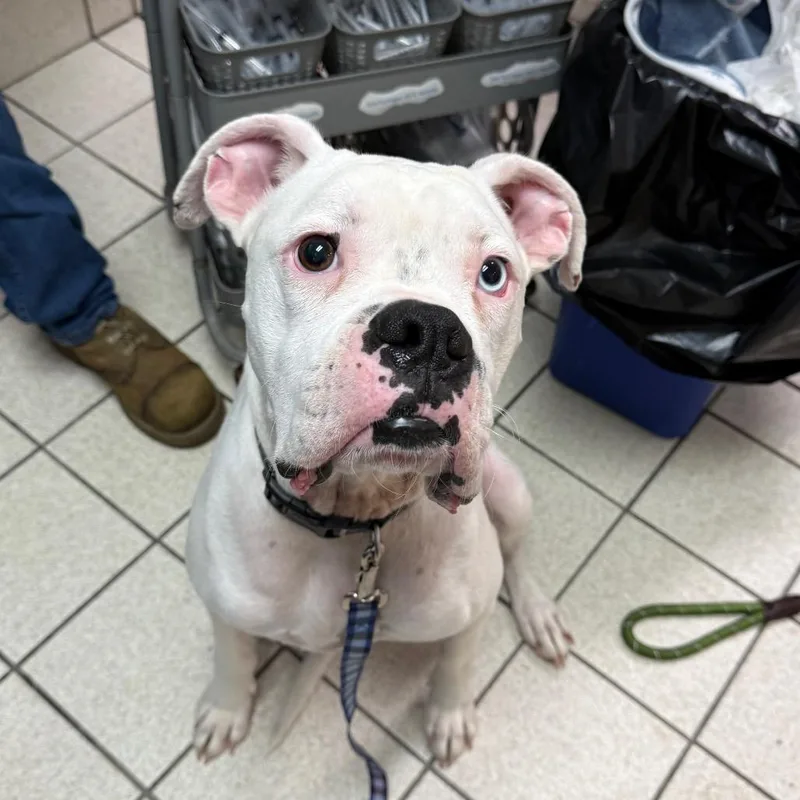 An adult medium-sized male White / Cream Mixed Breed dog named Hank for adoption in Charleston, WV