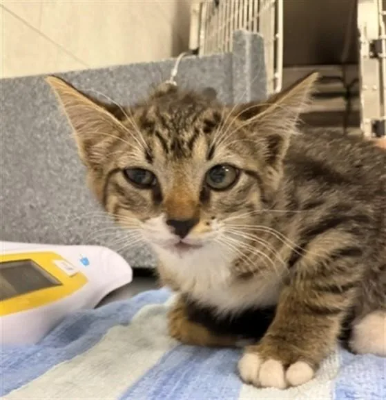 A baby small-sized male Domestic Short Hair cat named Monty for adoption in Naples, FL