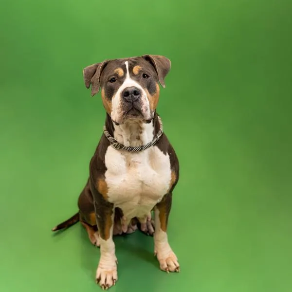 Pen  Penny thumbnail 2