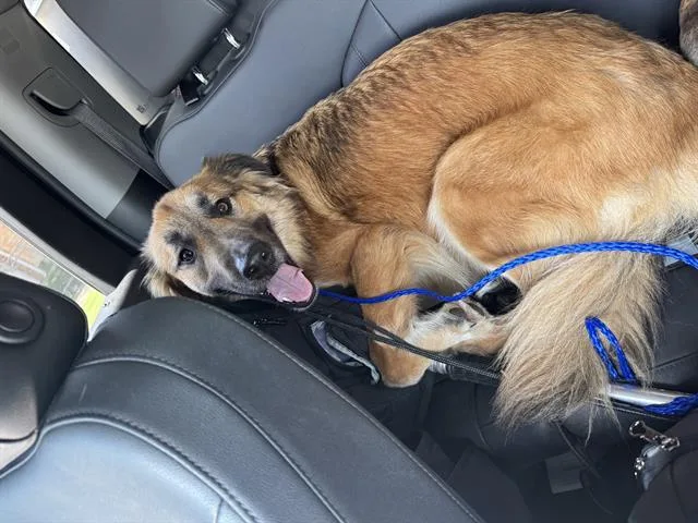 An adult large-sized male German Shepherd Dog dog named Fred for adoption in Grand Prairie, TX