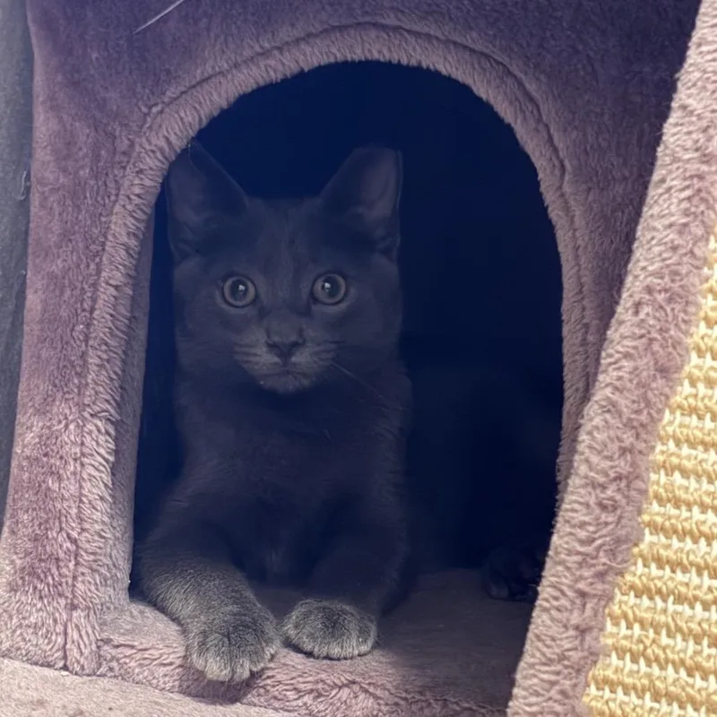 A baby small-sized male Gray / Blue / Silver Domestic Short Hair cat named Menelaus for adoption in Mount Laurel, NJ