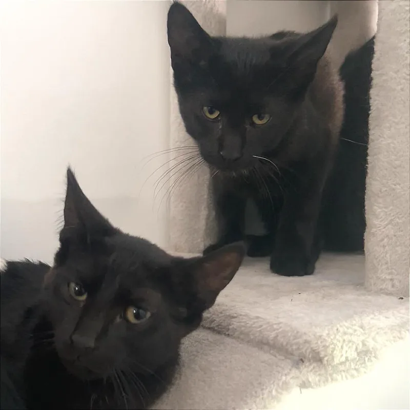 A young small-sized male Black Domestic Short Hair cat named Orion for adoption in Manheim, PA