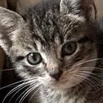 A baby small-sized female Gray / Blue / Silver Domestic Short Hair cat named Imperio for adoption in San Antonio, TX