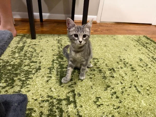 A baby medium-sized female Domestic Short Hair cat named Borders for adoption in Cincinnati, OH