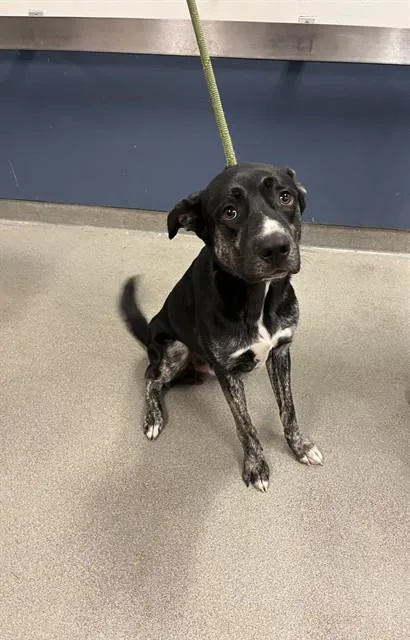 A young large-sized male German Shepherd Dog dog named Duke for adoption in Miami, FL