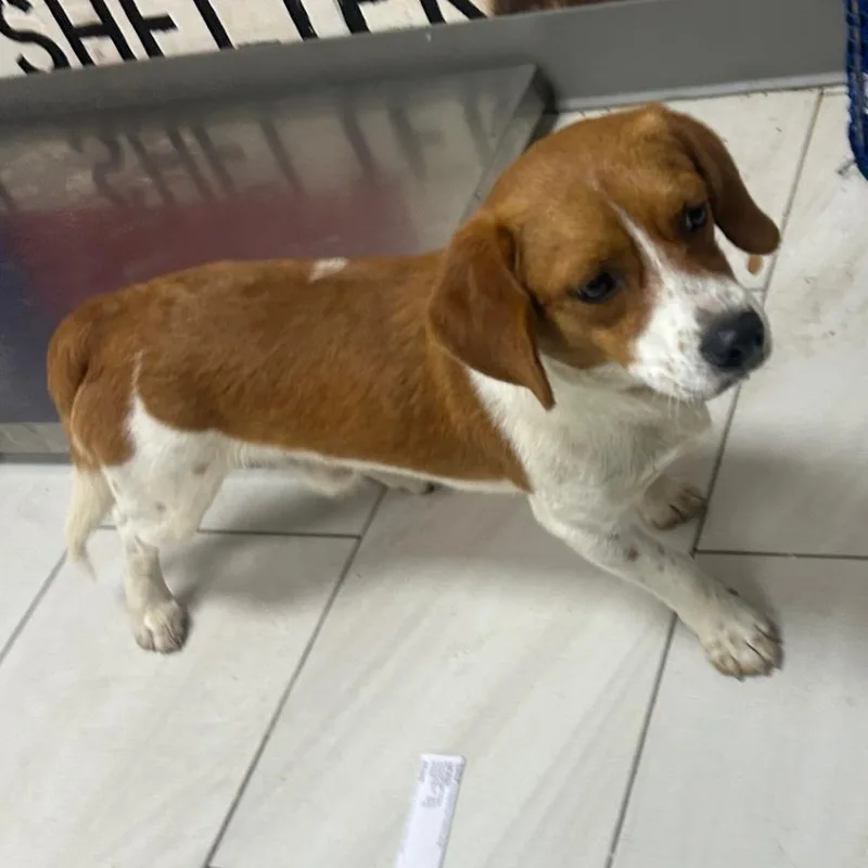 An adult small-sized male Brown / Chocolate Beagle dog named Jinx for adoption in Lufkin, TX