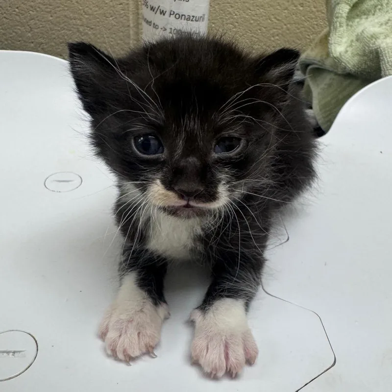 A baby small-sized male Black Domestic Short Hair cat named Cedar for adoption in Winston Salem, NC