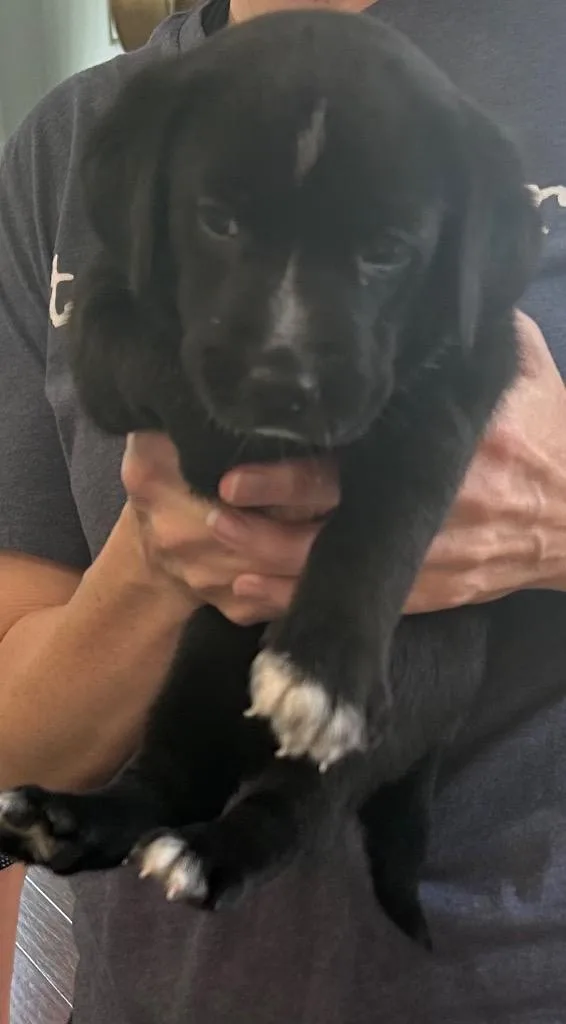 Daisy