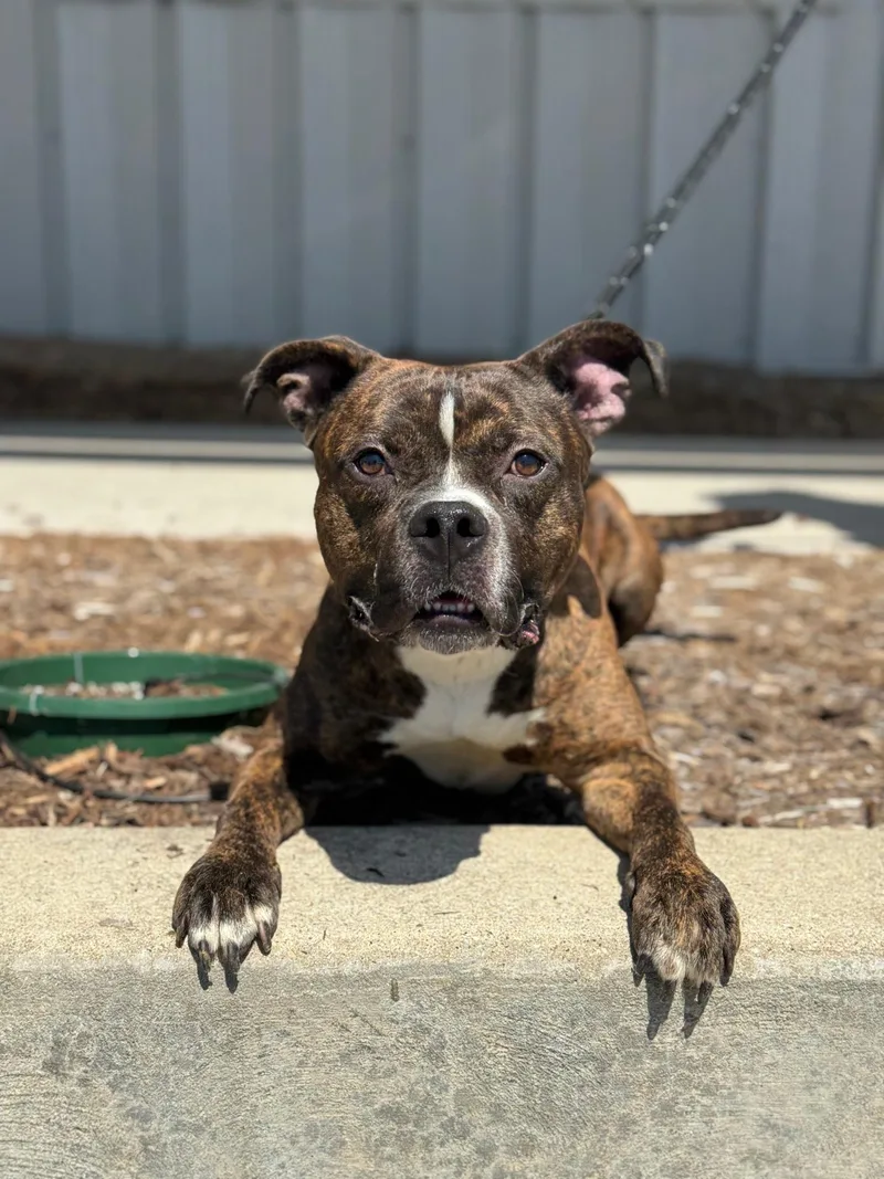 Boba Fett thumbnail 2