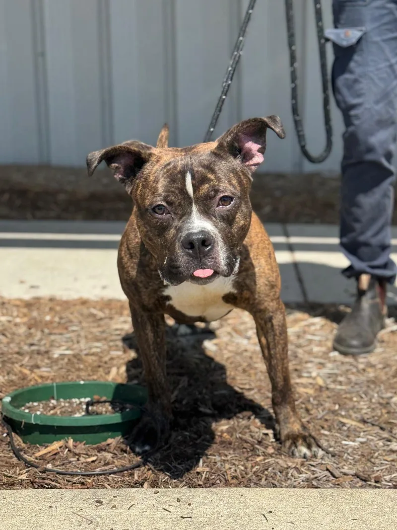 Boba Fett thumbnail 3