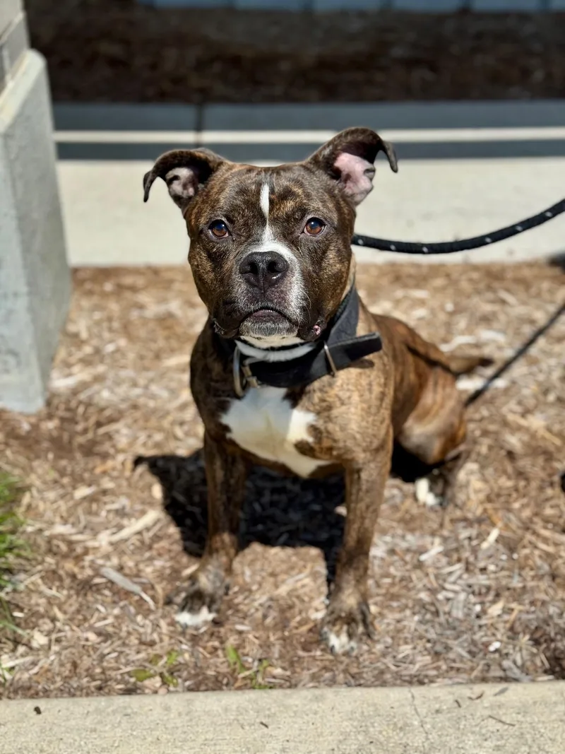 An adult medium-sized male Brindle Pit Bull Terrier dog named Boba Fett for adoption in Benton Harbor, MI