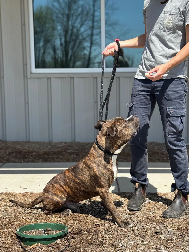 Boba Fett thumbnail 4