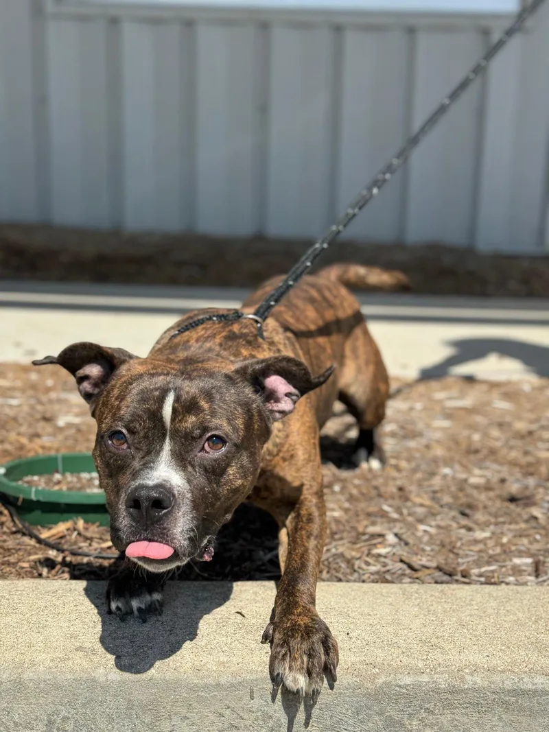 Boba Fett thumbnail 5