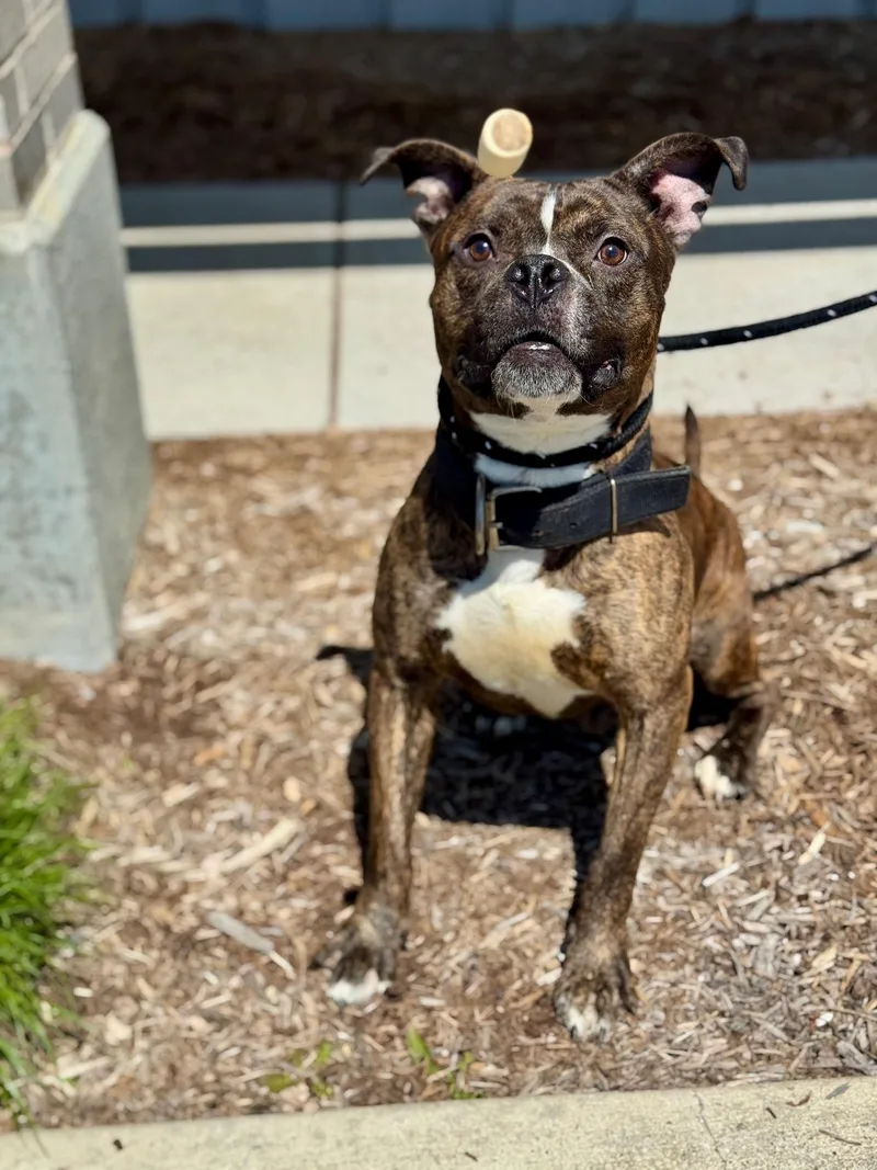 Boba Fett thumbnail 6