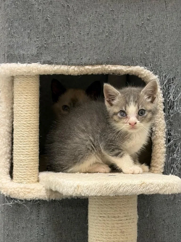 A baby small-sized male Domestic Short Hair cat named Fritter for adoption in Clinton, SC