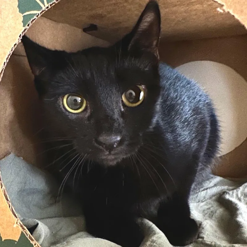 An adult medium-sized female Domestic Short Hair cat named Aldi for adoption in Fairport, NY