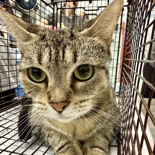 An adult large-sized female Brown / Chocolate Domestic Short Hair cat named Lexington for adoption in Tavares, FL
