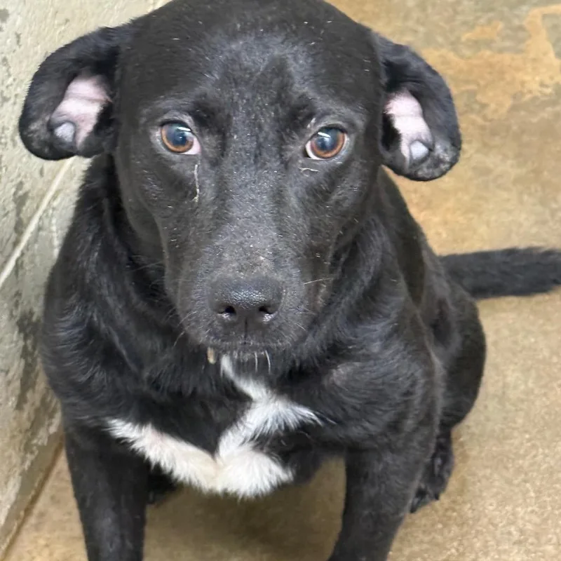 An adult medium-sized male Mixed Breed dog named Chipper for adoption in Millen, GA