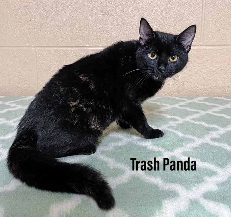 Trash Panda