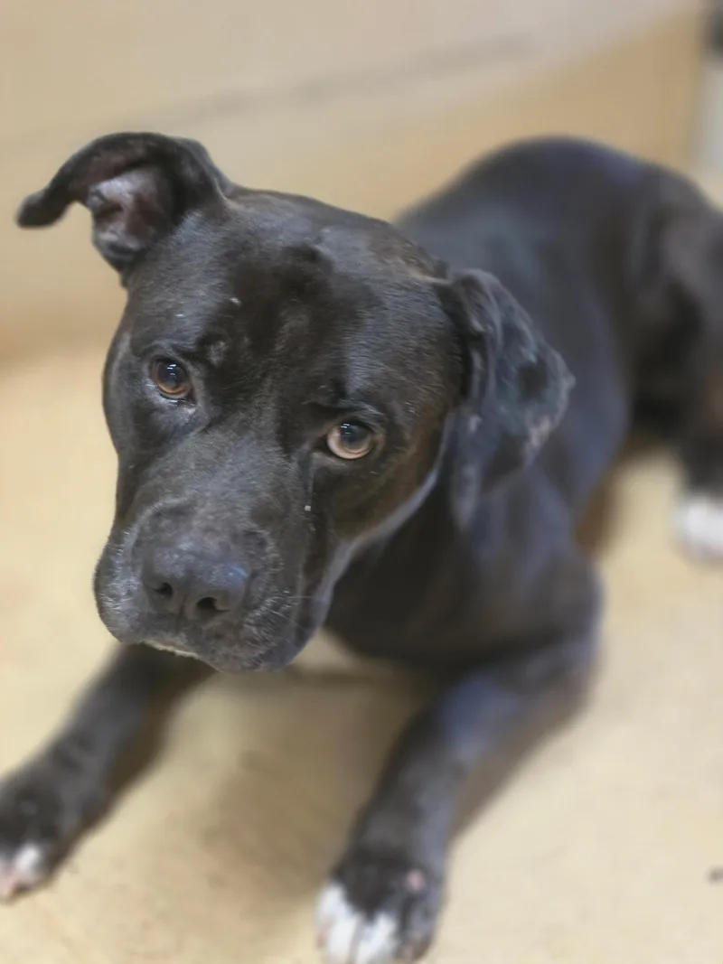 An adult large-sized male Black Pit Bull Terrier dog named Miller for adoption in Monticello, GA