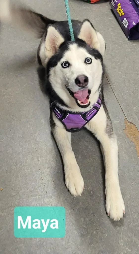 A young medium-sized female Husky dog named Maya for adoption in Richmond, IN