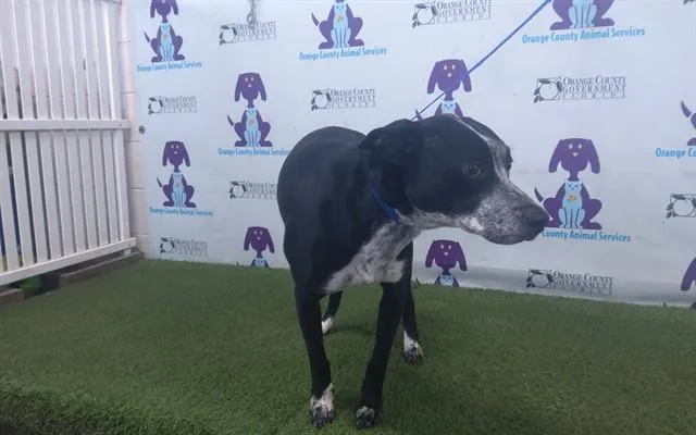 An adult large-sized female German Shorthaired Pointer dog named Raya for adoption in Orlando, FL