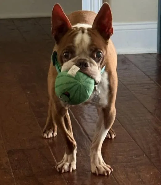 Gator Adams   thumbnail 3