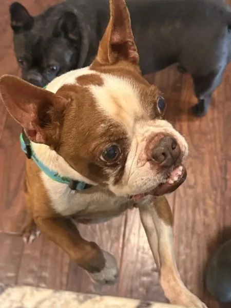 Gator Adams   thumbnail 4