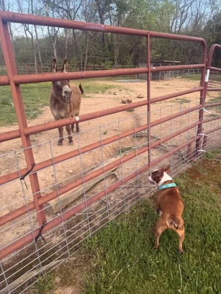 Gator Adams   thumbnail 6